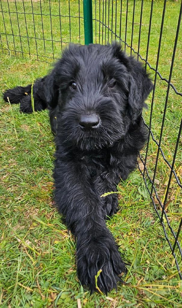 du Moyen Faÿ - Chiots disponibles - Schnauzer Geant
