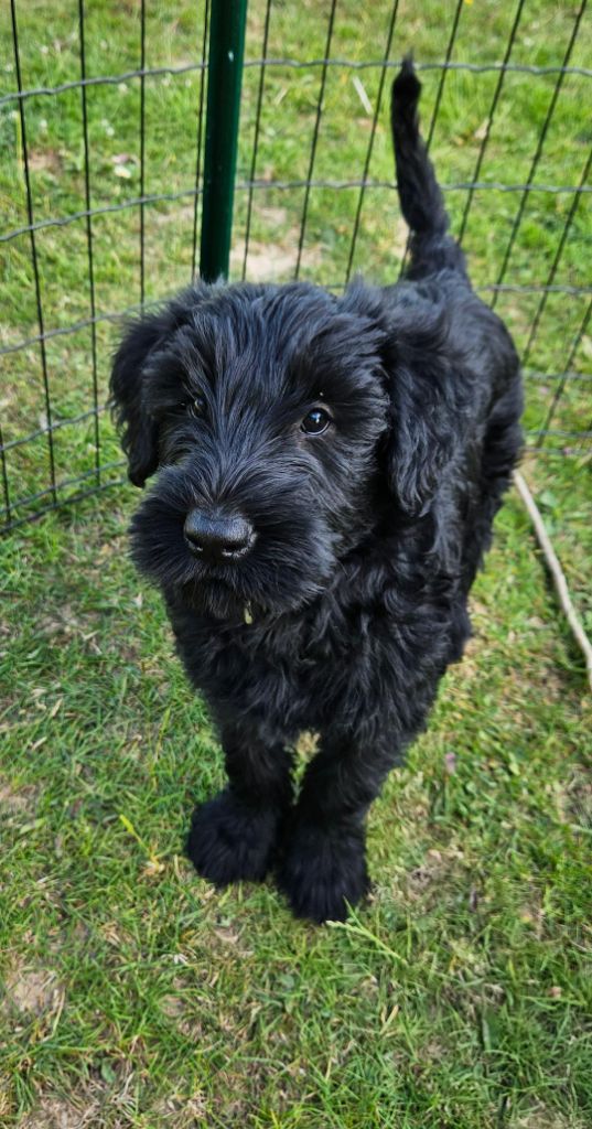 du Moyen Faÿ - Chiots disponibles - Schnauzer Geant