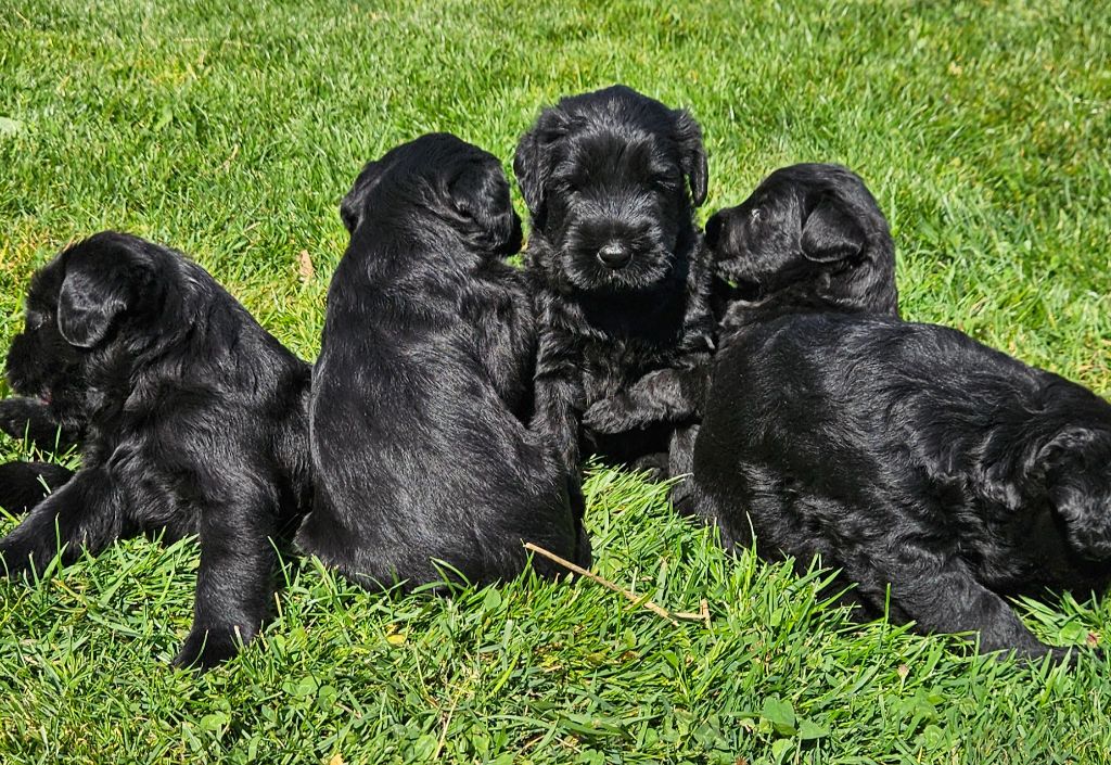 du Moyen Faÿ - Schnauzer Geant - Portée née le 25/04/2025