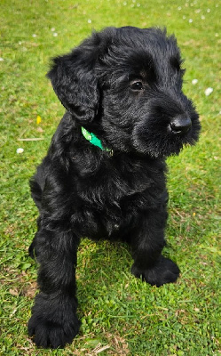 ACHILLE