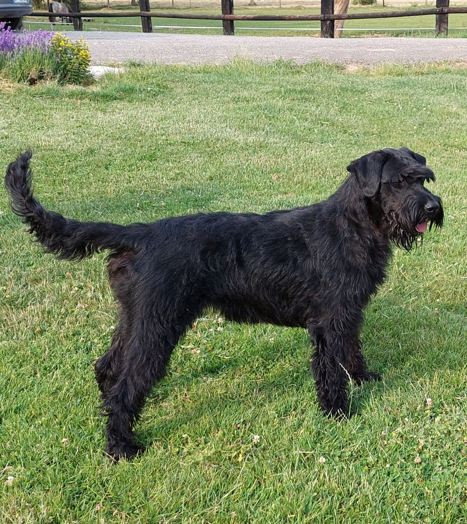 du Moyen Faÿ - Schnauzer Geant - Portée née le 25/04/2025